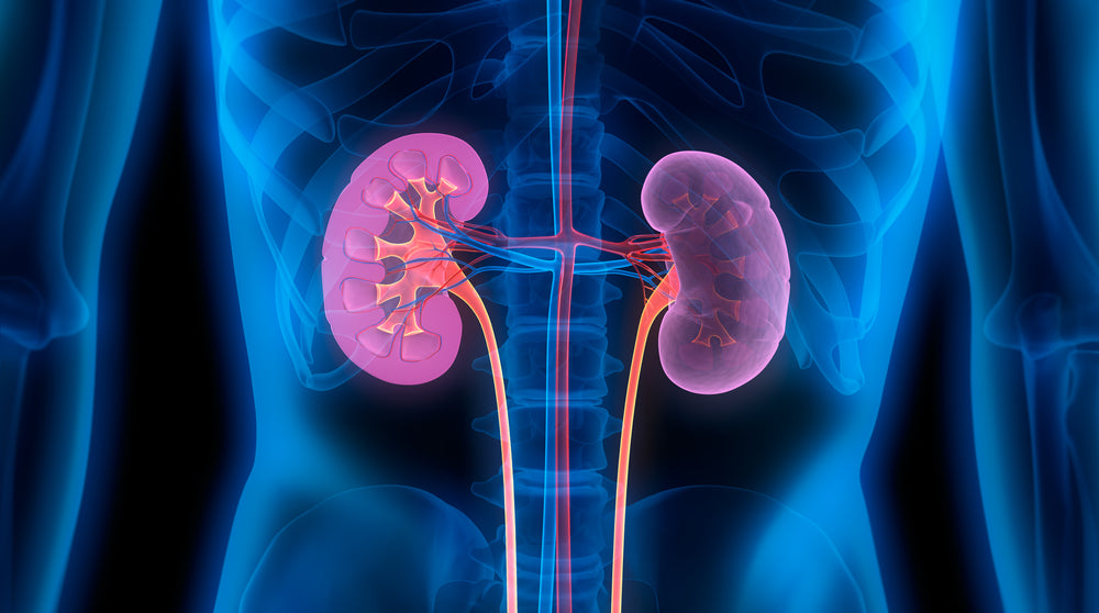 Telomere Shortening Plays a Role in Kidney Fibrosis
