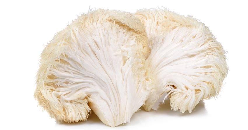 Lion's Mane Mushroom Linked to Cognitive Health in Aged Mice