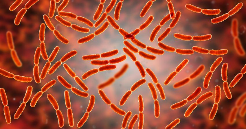 probiotic gut bacteria may prevent against Parkinson's disease