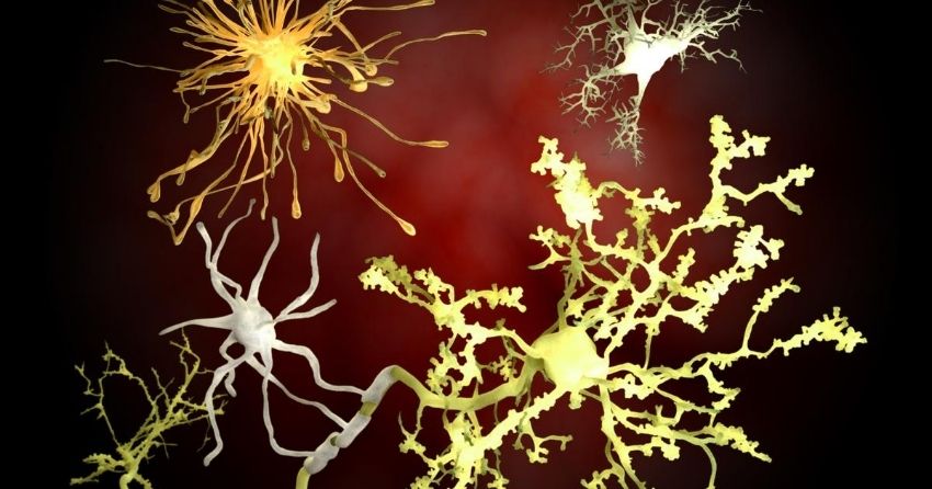 BDNF reverses inflammatory microglial activation in the brains of mice