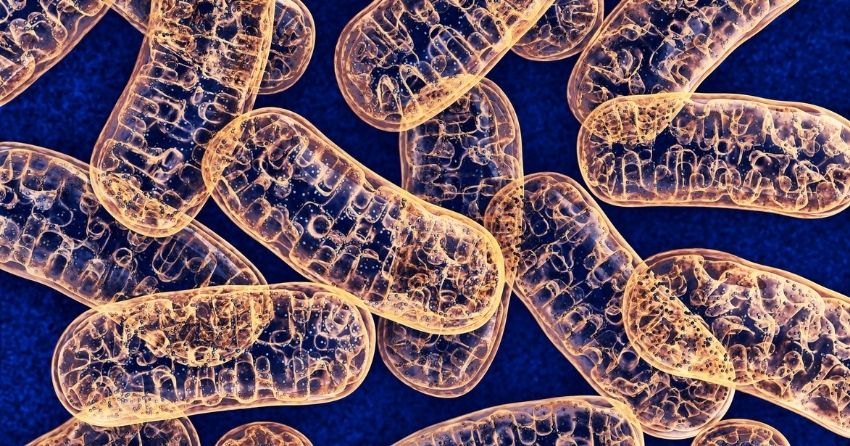 Study Finds Connection Between Excess Weight and Mitochondrial Damage
