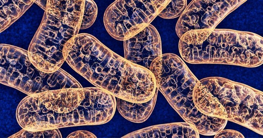 Mitochondrial dysfunction is at the root of aging and chronic diseases, as these cellular energy powerhouses play a crucial role in health and longevity. 