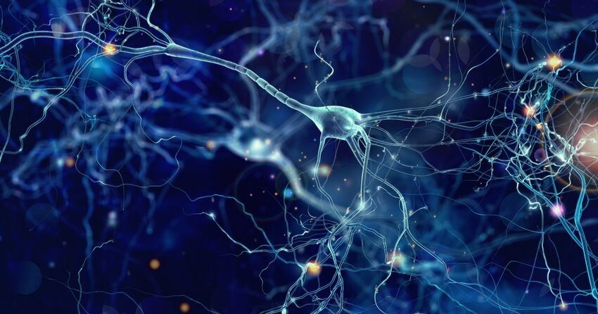 nerve cells neurons