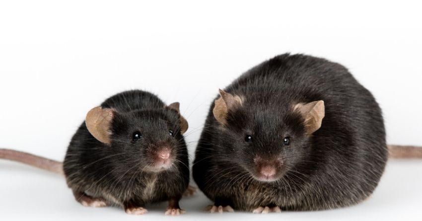 obesity reversed in mice