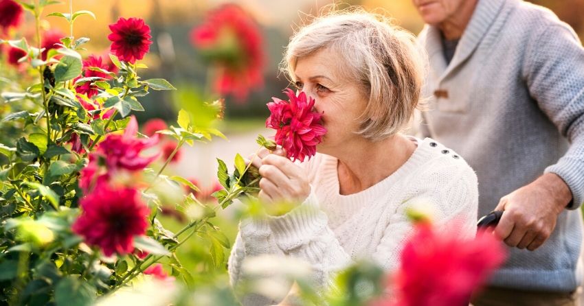 maintaining the ability to smell reduces the risk of dementia in older adults