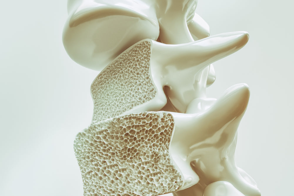 Compound That Extends Lifespan in Worms Also Slows Bone Loss in Mice