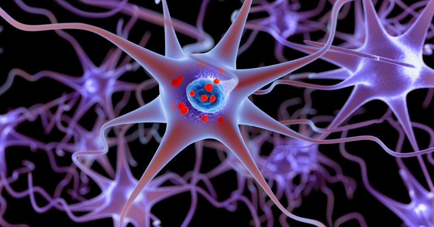 alpha-synucleoid protein buildup in the brain; autoimmunity plays a role in Parkinson's disease development 