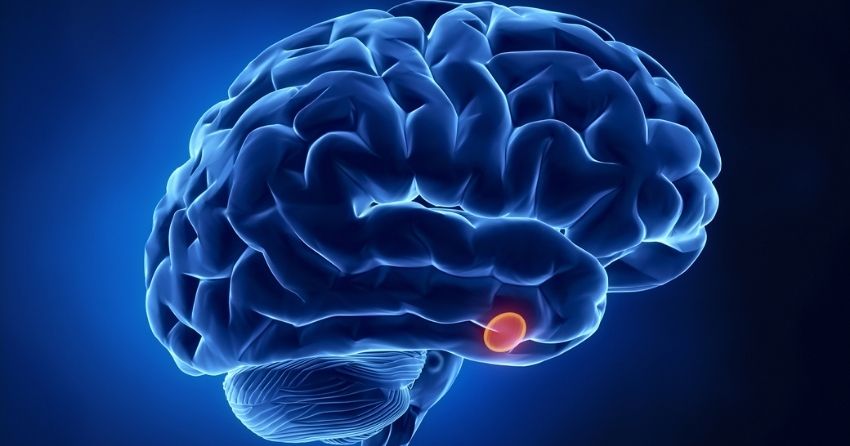 Slowing Down Hormonal Aging By Reducing Inflammation in Pituitary Gland