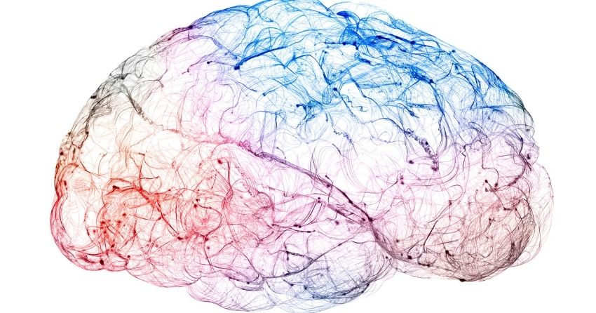 Plastic, Fantastic Brains: Study Identifies Crucial Compound That Supports Neuroplasticity and Memory in Mice