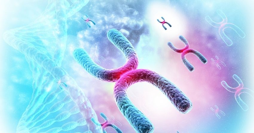 spermidine acts to preserve telomeres — the protective end caps of chromosomes that whittle away with aging