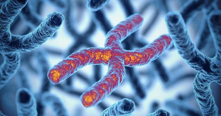 telomeres on chromosome