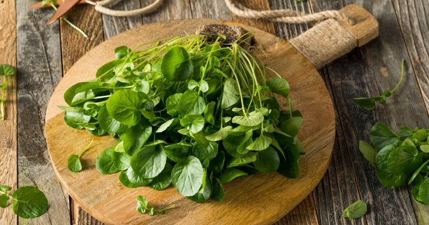 Compound in Watercress Reverses Diabetes-Related Kidney Damage
